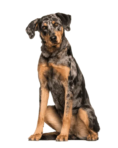 Beauceron