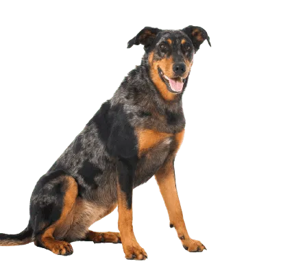 Beauceron