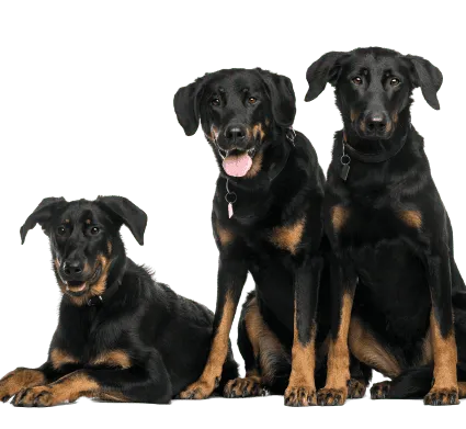 Beauceron