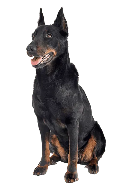 Beauceron