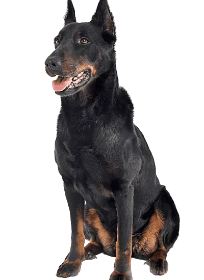 Beauceron