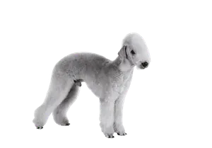 Bedlington Terrier (2)