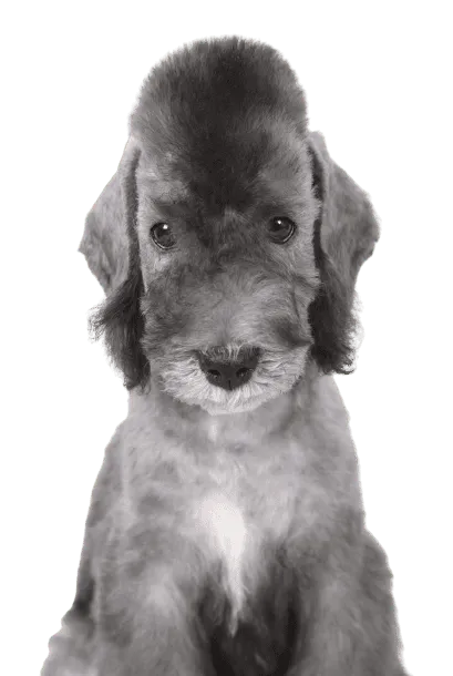 Bedlington Terrier Bild