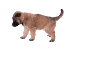 Belgischer-Schaeferhund-6