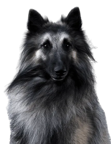 Bild für Belgischer Schäferhund