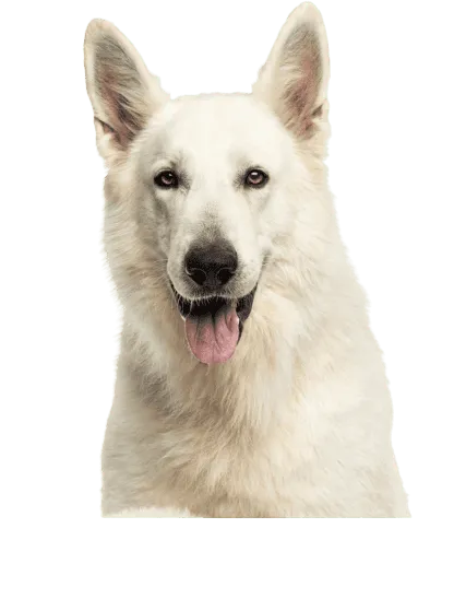 Berger Blanc Suisse Bild