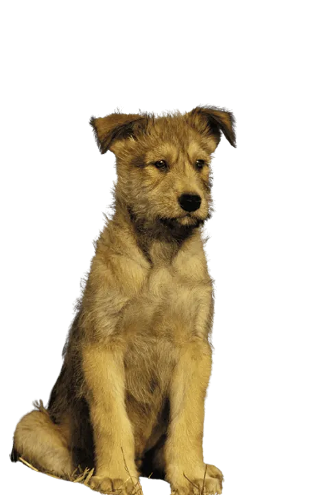 Berger-de-Picardie-6