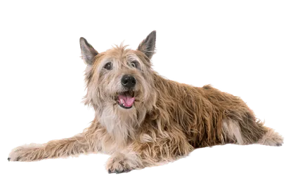 Berger-de-Picardie-4