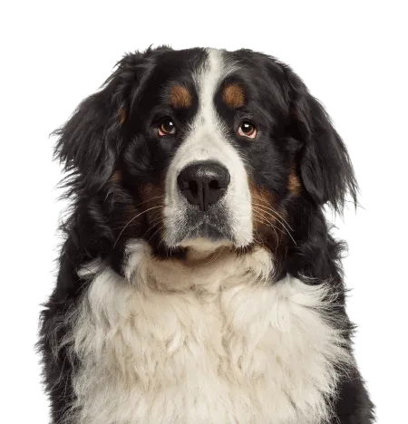 Bild für Berner Sennenhund