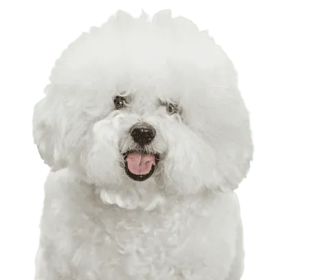 Bild für Bichon Frisé