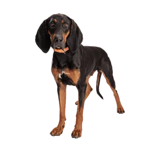Black-and-Tan-Coonhound-4