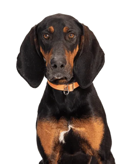 Bild für Black and Tan Coonhound