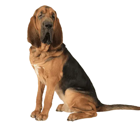 Bloodhound (2)