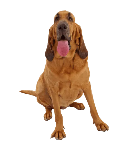 Bloodhound (3)