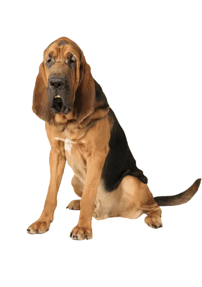 Bloodhound (5)