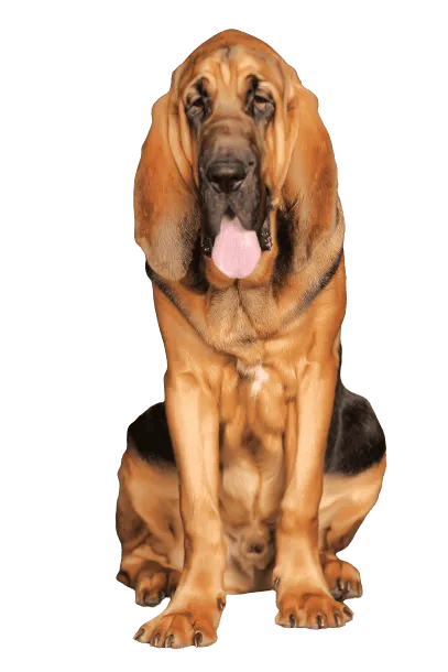 Bloodhound (6)