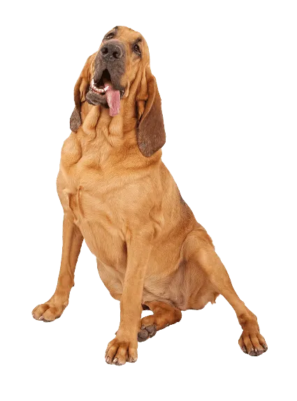 Bloodhound (4)