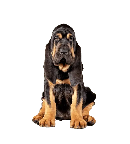 Bild für Bloodhound