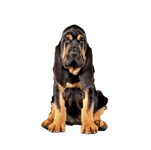 Bloodhound Bild