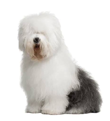 Bobtail Bild 1
