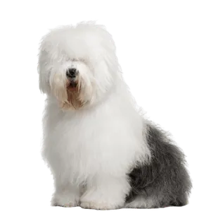 Bobtail - Wurfmeldungen