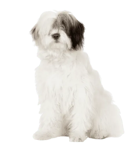 Bobtail Adult