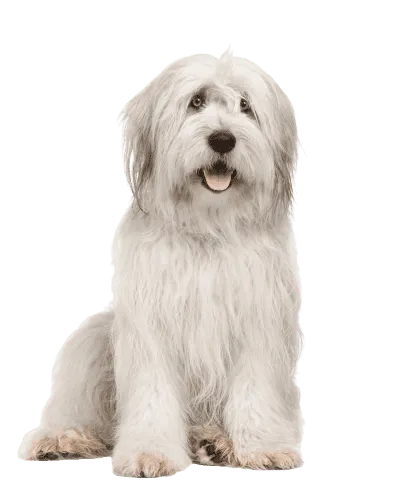Bobtail Senior