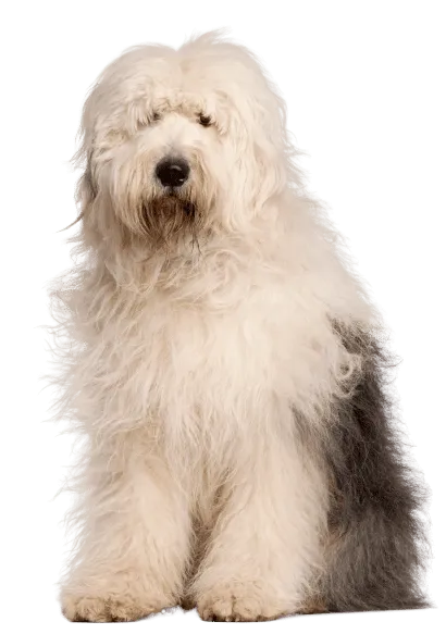 Bobtail