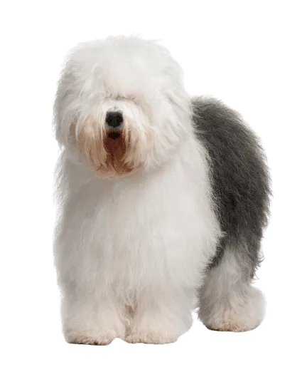 Old English Sheepdog