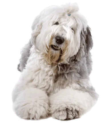 Bobtail