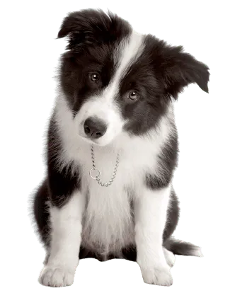 Border Collie Puppy