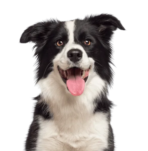 Border Collie Bild