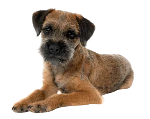 border terrier (1)