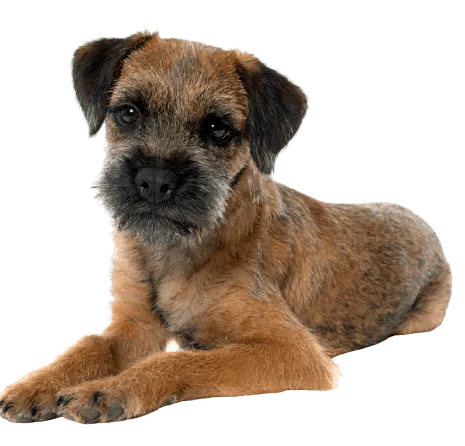 border terrier (1)