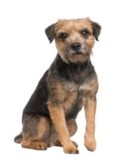 border terrier (3)