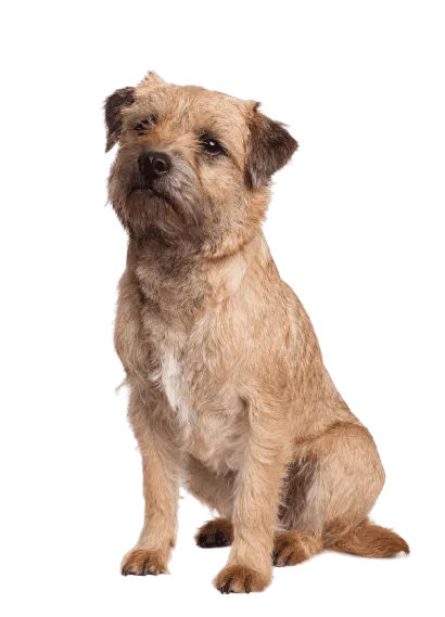 border terrier (2)
