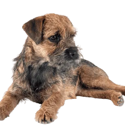 border terrier 1