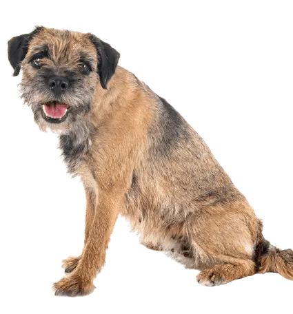 border terrier (4)