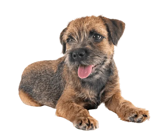 Border Terrier Bild