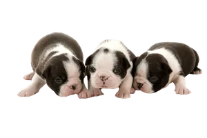 Boston-Terrier-6