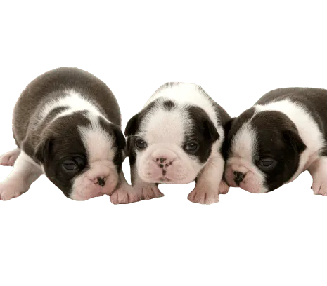 Boston-Terrier-6