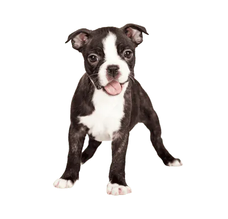 Boston-Terrier-5