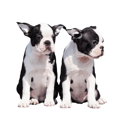 Boston-Terrier-4