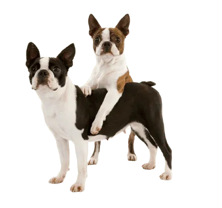 Boston-Terrier-1