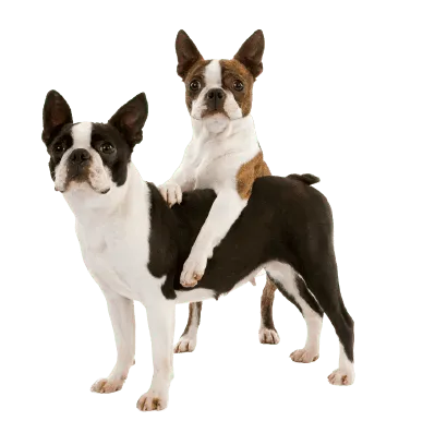 Boston-Terrier-1