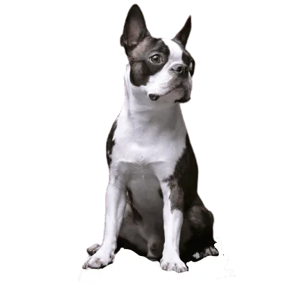 Boston-Terrier-2