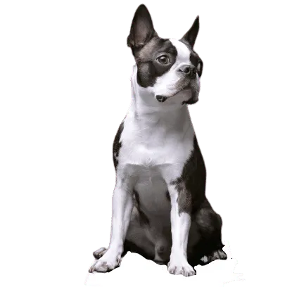 Boston-Terrier-2