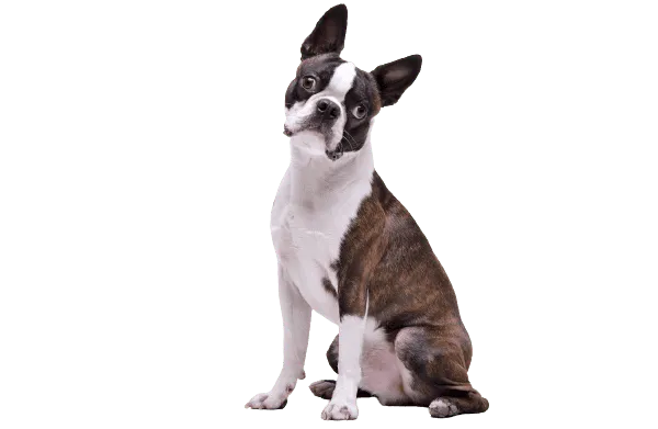 Boston Terrier Bild