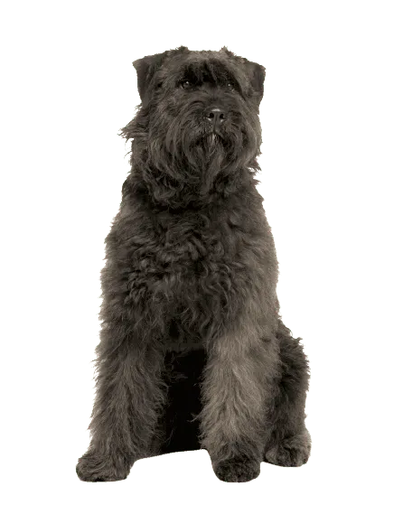 Bouvier des Ardennes Bild