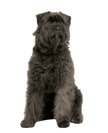 Bild für Bouvier des Ardennes